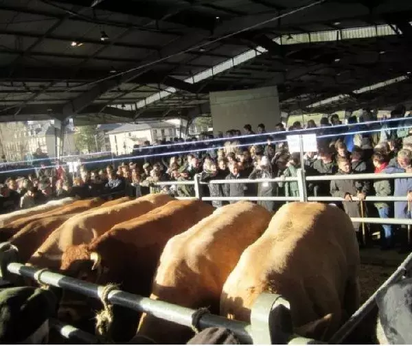 Concours des Bœufs de Noël de Laissac