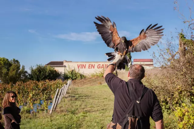 Vitirapace - Domaine du Moulin