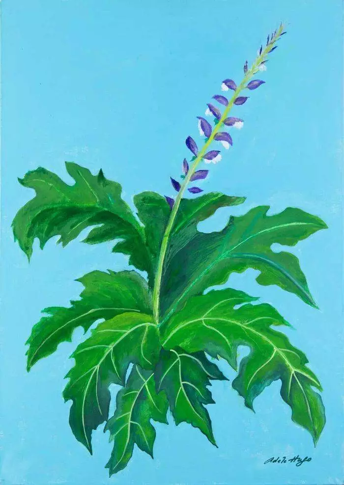 Florales