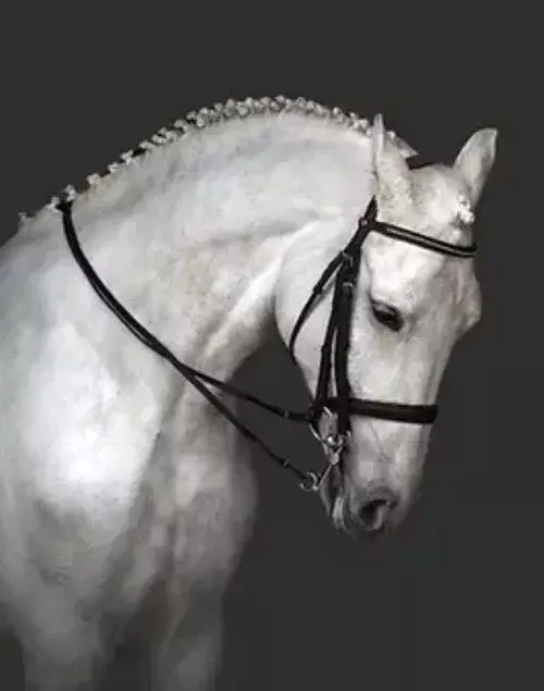 Salon du cheval au Parc des expositions