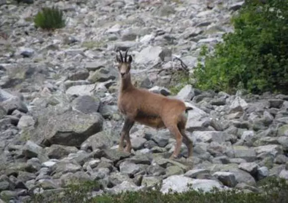 Rando accompagnée : à la découverte des isards