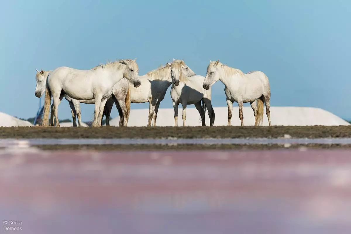 Ateliers photo : "Chevaux dans les Salins" - Cécile Domens