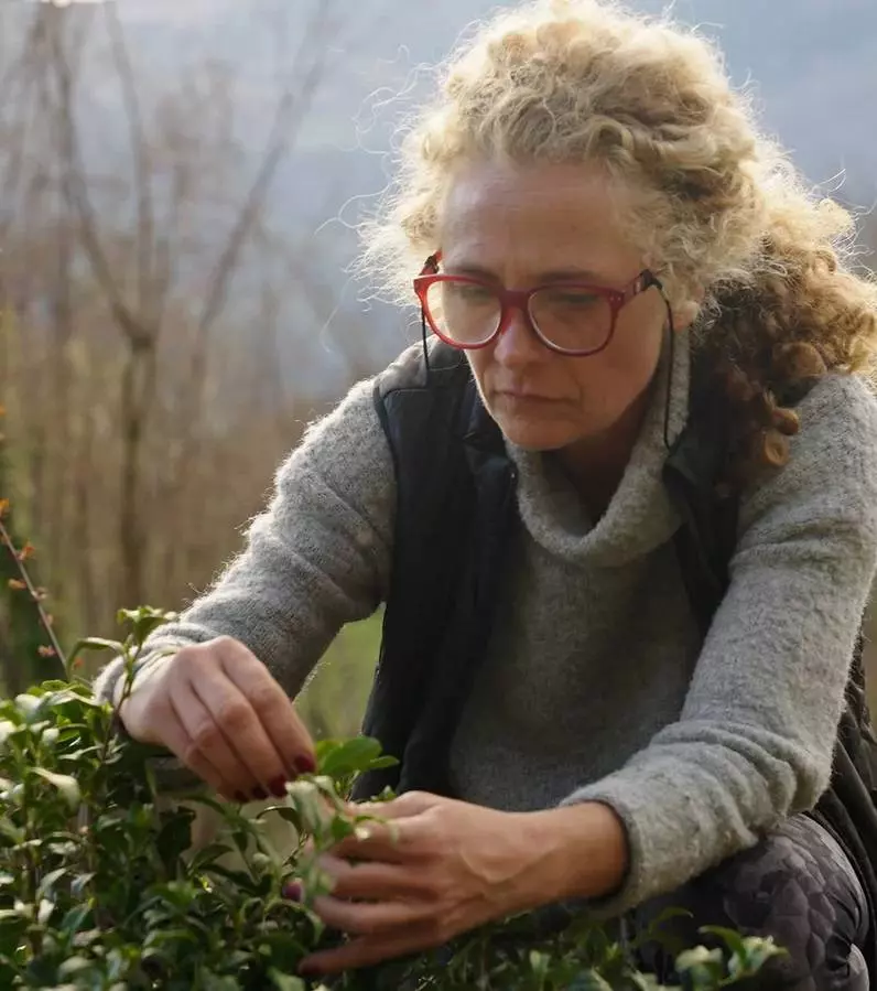 Visite de la plantation de thé de l'Arrieulat