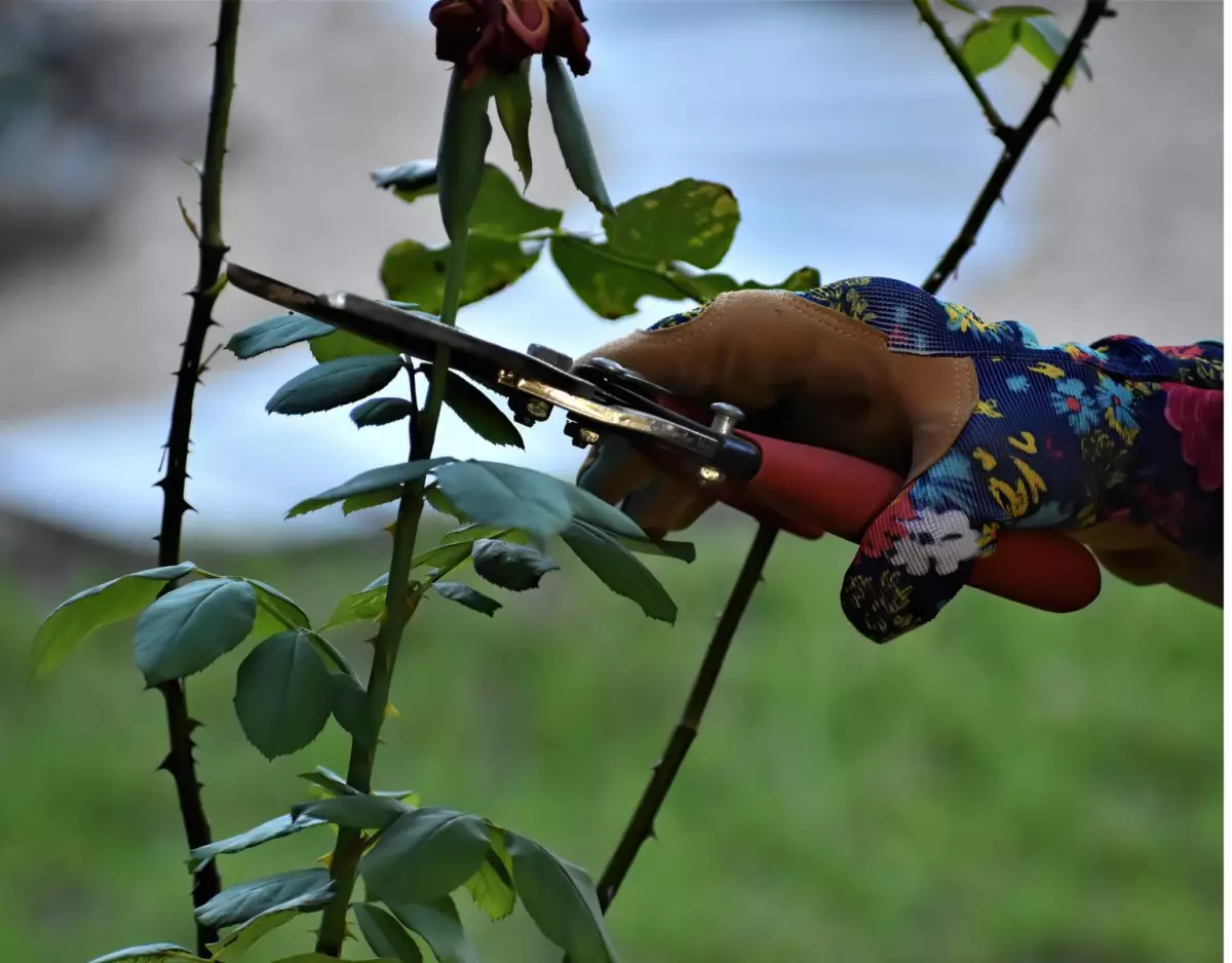 Sortie nature pour toute la famille : taille des arbres