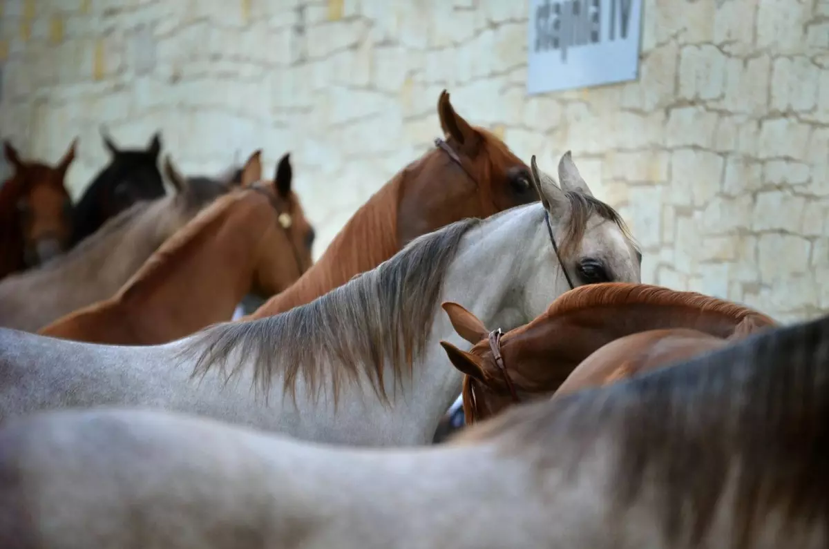 Stages de poneys/ chevaux