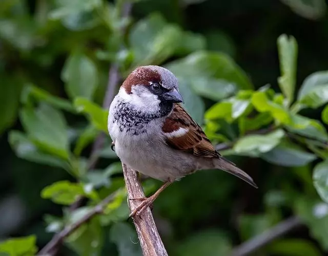 Sortie ornithologique - Berges du Tarn et vieux Gaillac