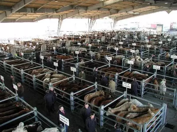 Visite guidée du marché aux bestiaux - mardi matin - sur réservation