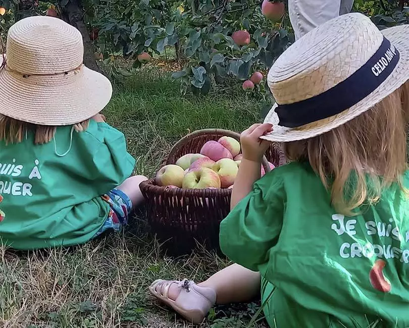 Cueillette de Pommes au Verger de Candie