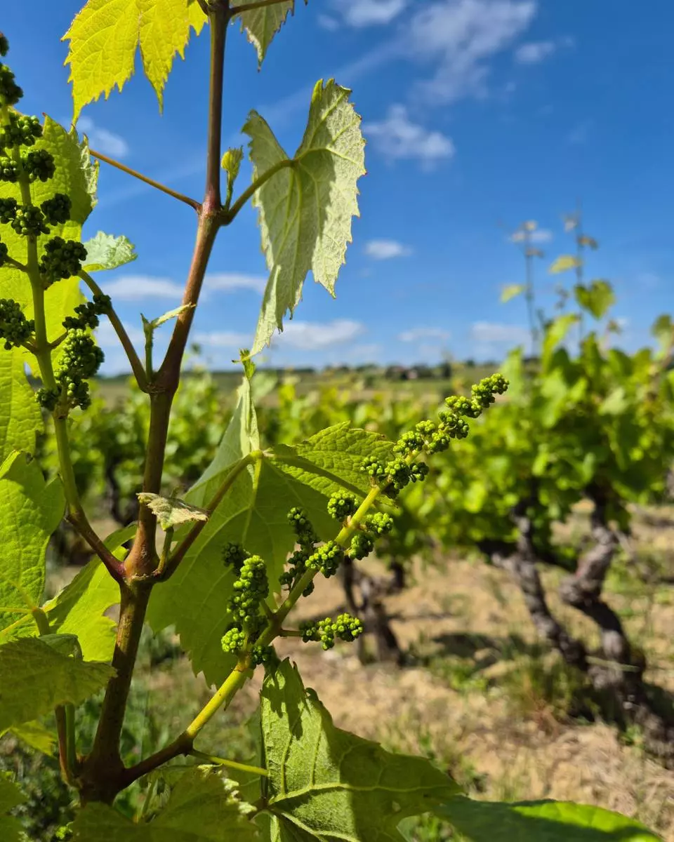 Visite "De la vigne à la bouteille" - Vignobles Jérôme Bézios