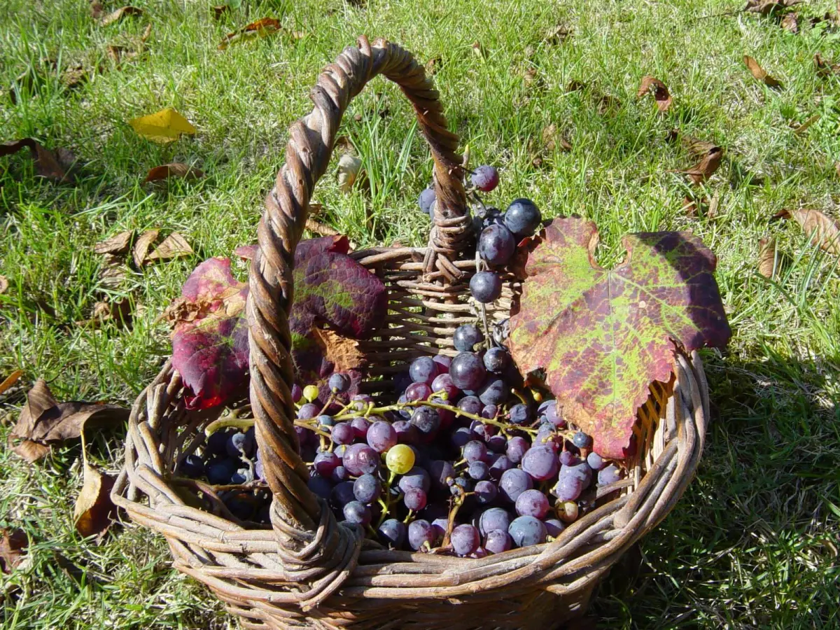 27ème Ronde du Gaillac Primeur®