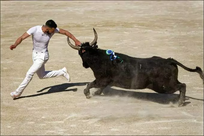 Course camarguaise – École de raseteurs