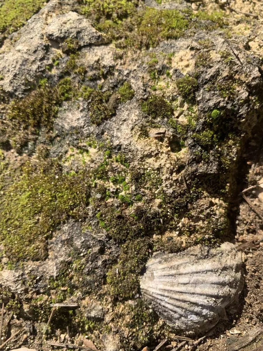 Sortie Nature : Balade géologique en cœur de ville.