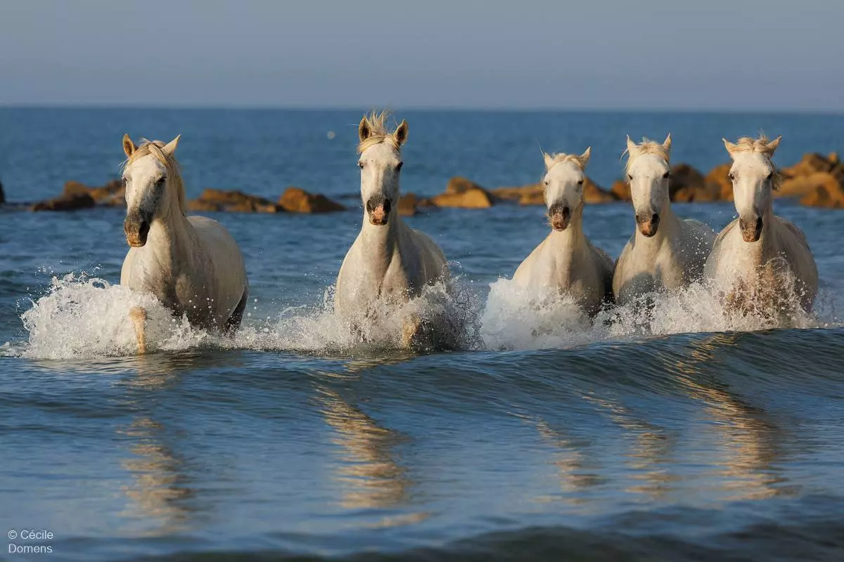 Ateliers photo : "Chevaux à la plage" - Cécile Domens