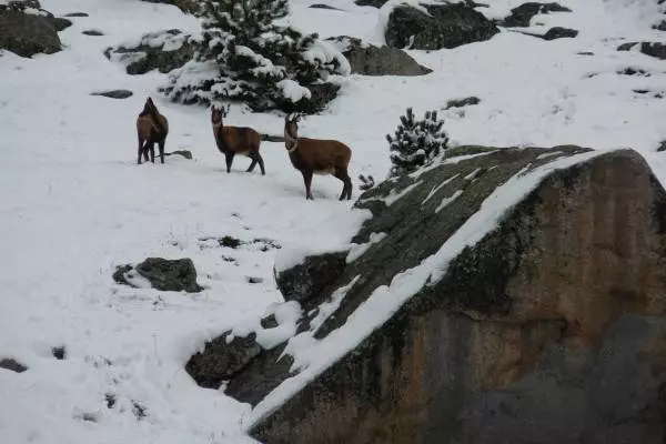 Sortie accompagnée - Randonnée raquettes à l'affût des isards