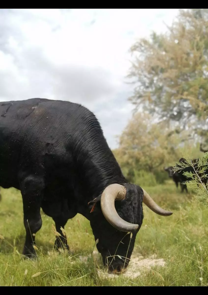 Visite de l 'élevage de taureau en petite Camargue Gardoise