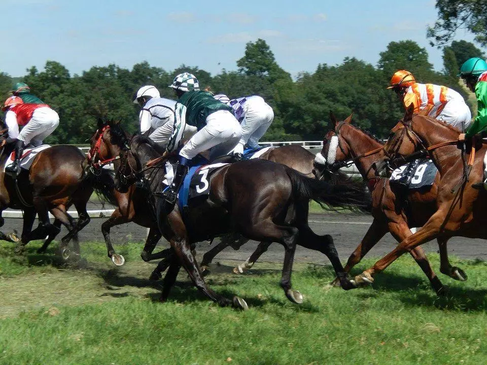 Courses hippiques à l'hippodrome de Baron