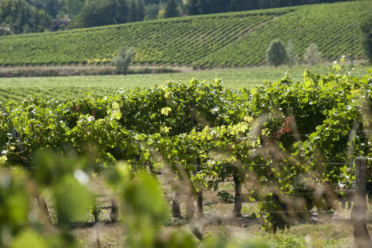 Chai mon Vigneron au Domaine Sanbatan