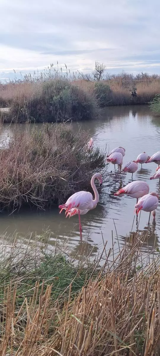 Balade à vélo à la découverte des flamants roses - Happy Tour Camargue