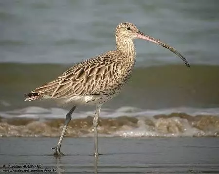Balade autour du lac de Puydarrieux - Découverte des oiseaux migrateurs