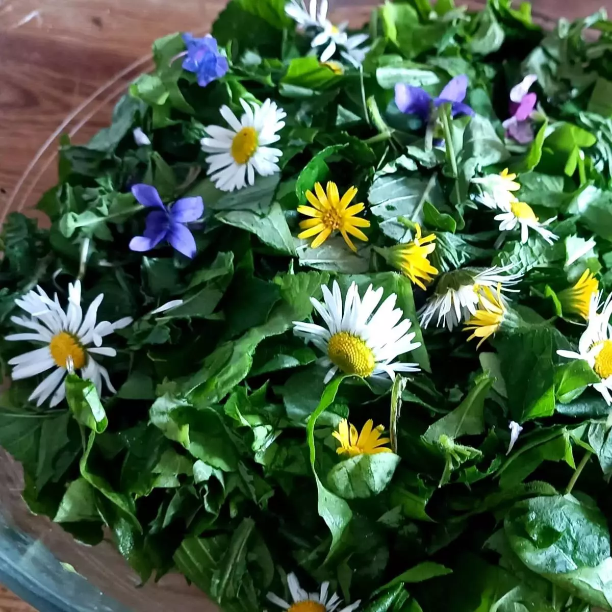 Balade Plantes Médicinales et Comestibles