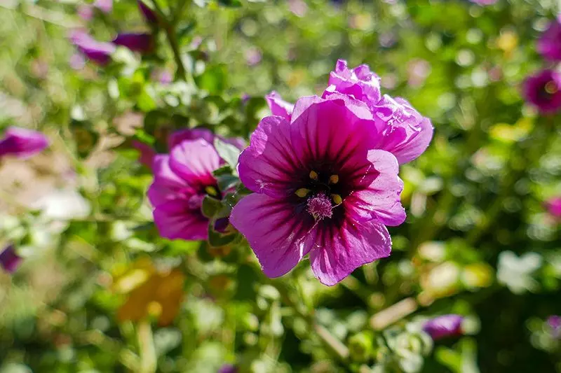 Les plantes médicinales de l’hiver