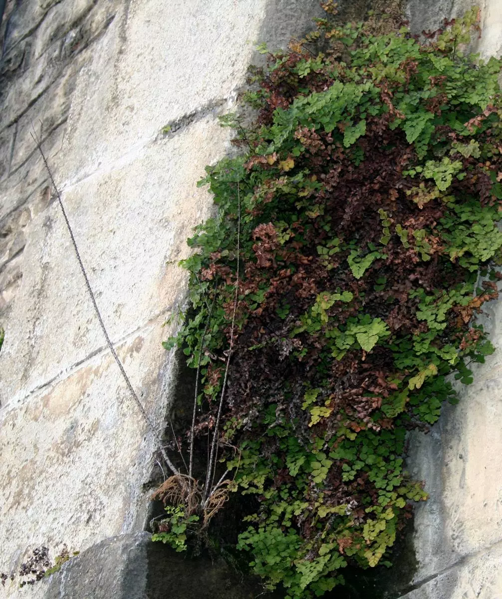 Sortie botanique : "Sauvages de ma rue"
