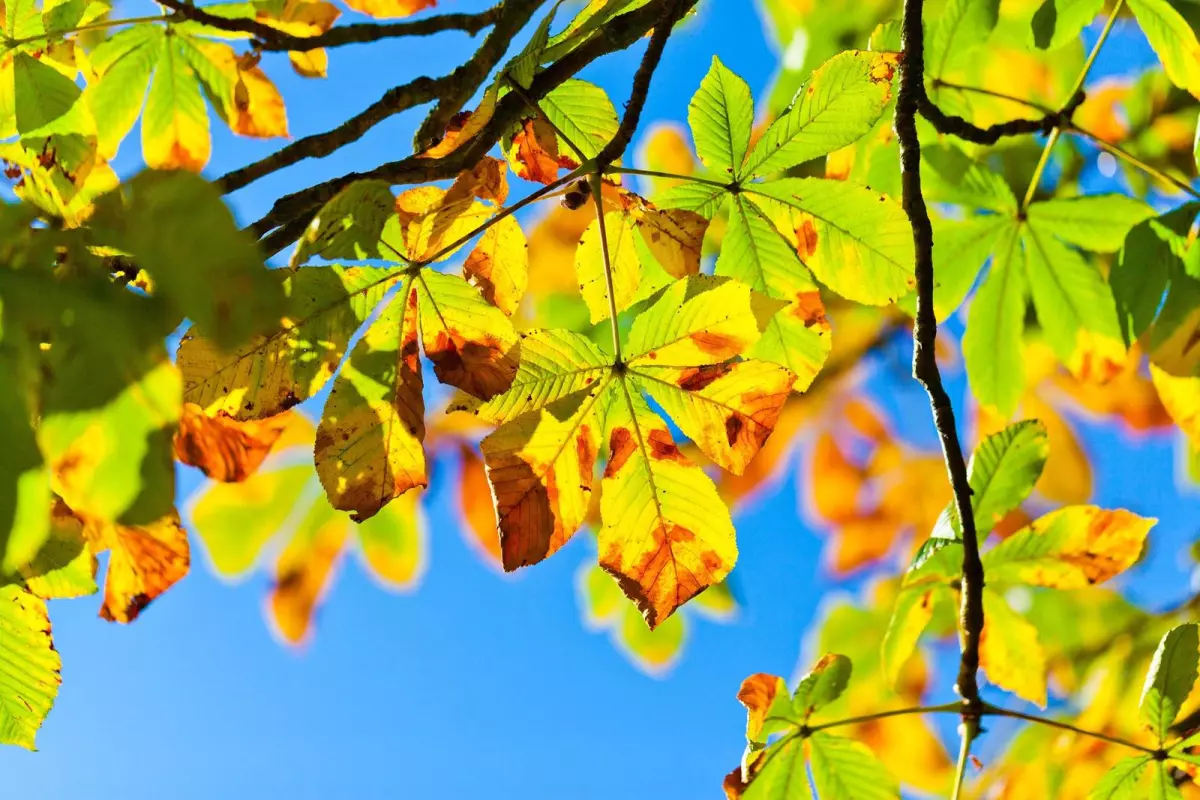 Balade intergénérationnelle - Les trésors de l'automne