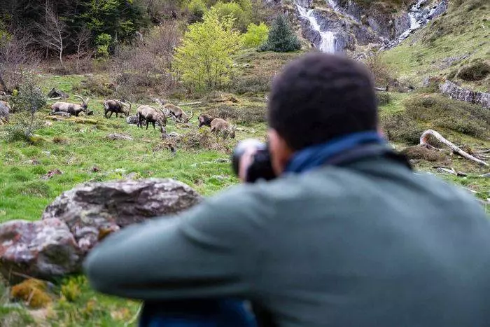 Stage photo animalier