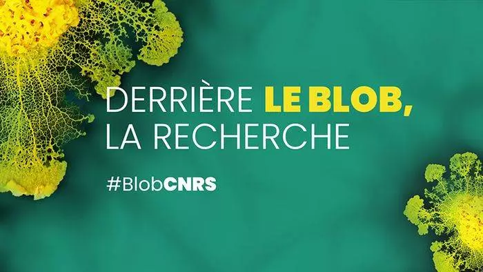 Derrière le blob, la recherche