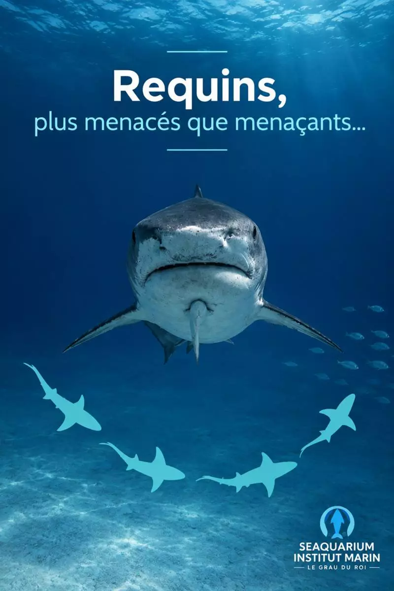 Les Escapades du Muséum : " Requins, plus menacés que menaçants "