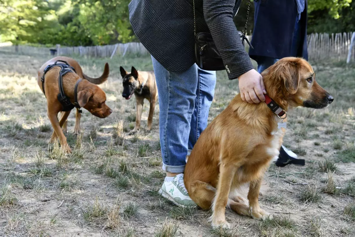Séances collectives gratuites d’éducation canine au parc de la Grande Lironde