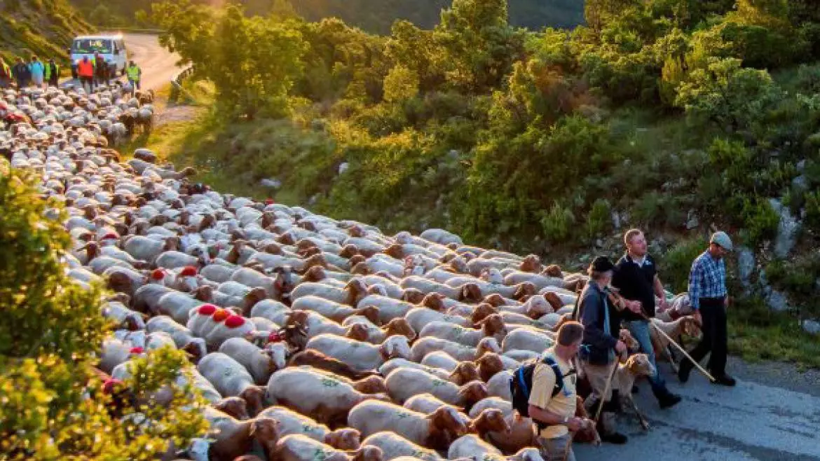 Cinérando - en Transhumance Vers le Bonheur