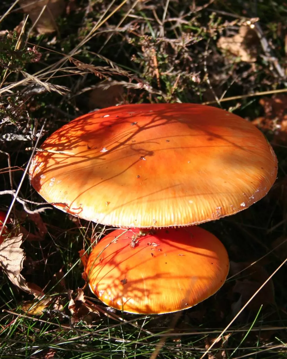 Atelier naturaliste : " les Mycètes "