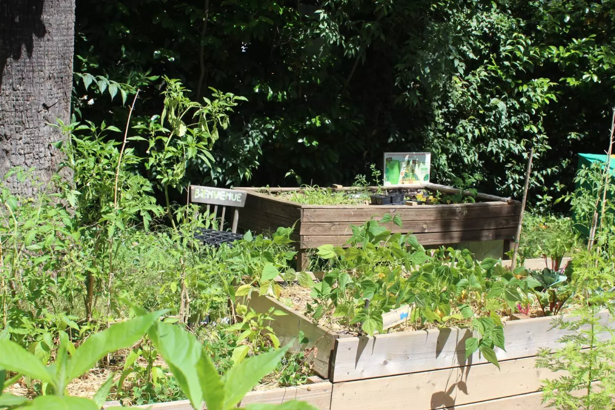 Atelier de jardinage : Que se passe-t-il au jardin d'automne/hiver ? Jardin Partagé d'Agropolis