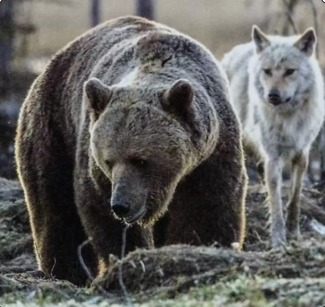 Exposition “Arsus arctos & Canis lupus”