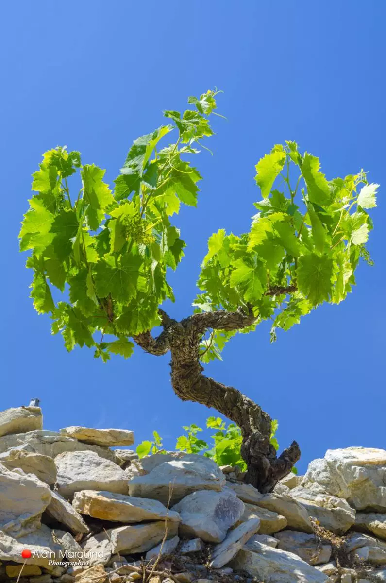 Visite — Muscat de Frontignan, une Histoire de Terroir