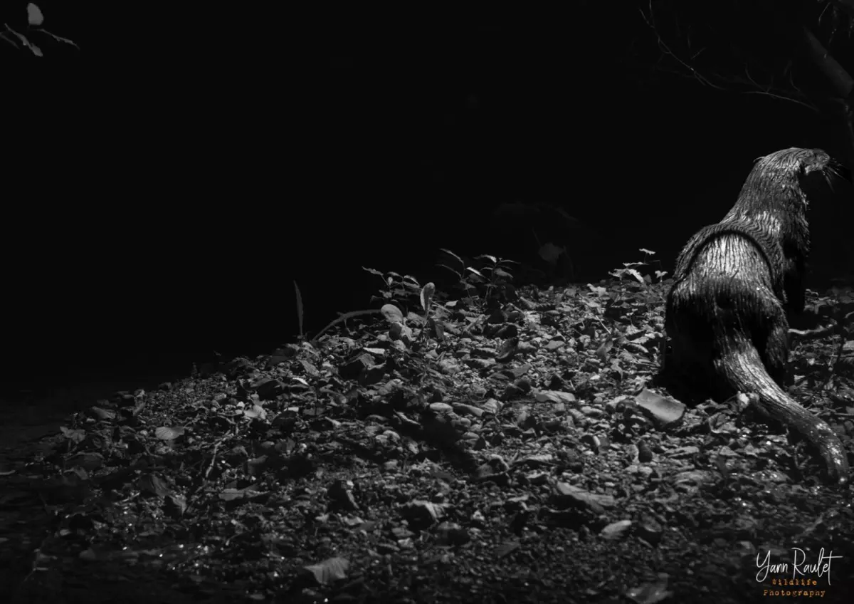 Sortie Nature : La Loutre se met à Lez.