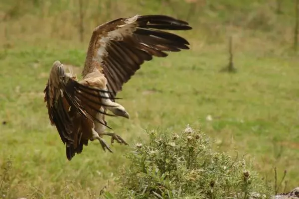 Sortie accompagnée "Rapaces au Soulor"