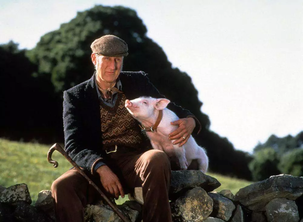 Film "Babe, le Cochon Devenu Berger"