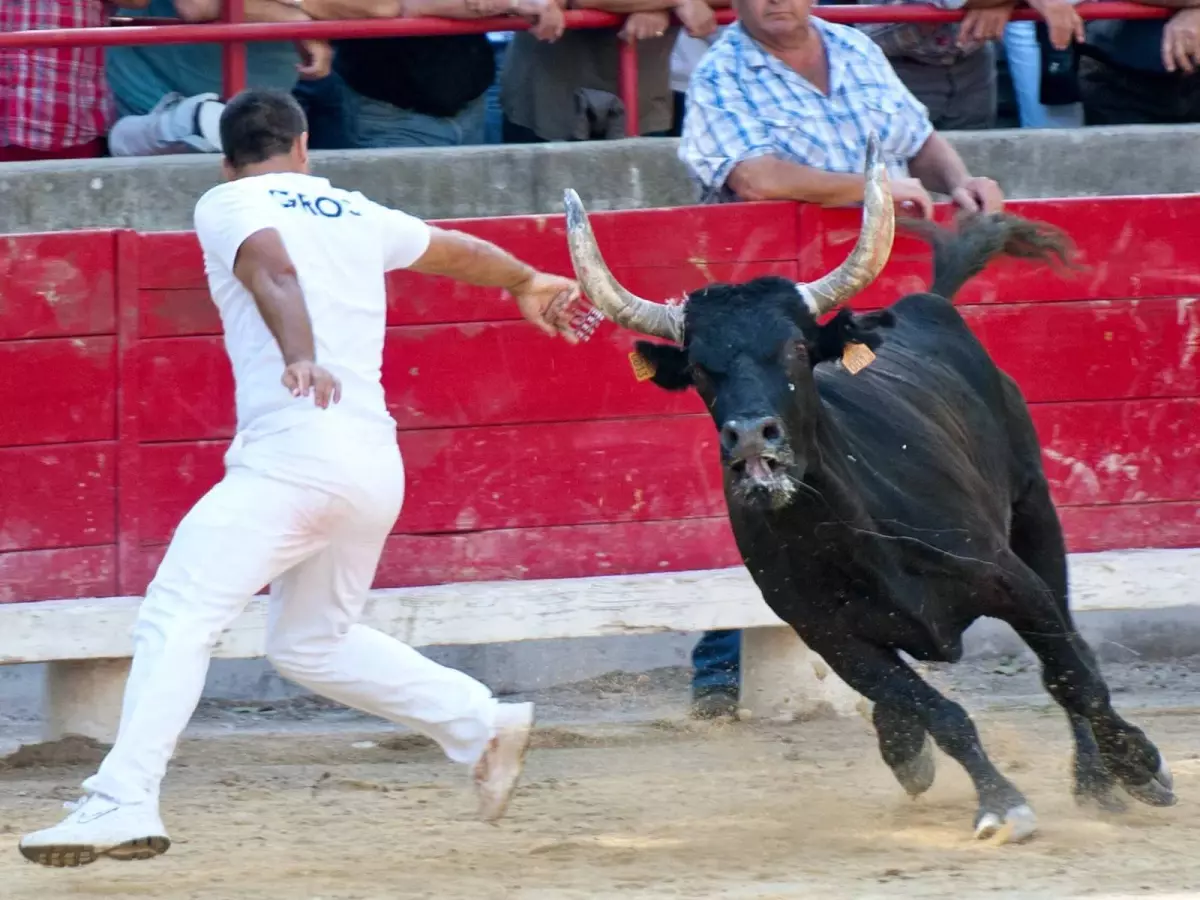Courses Camarguaises - Trophée Niveau Avenir à Bellegarde