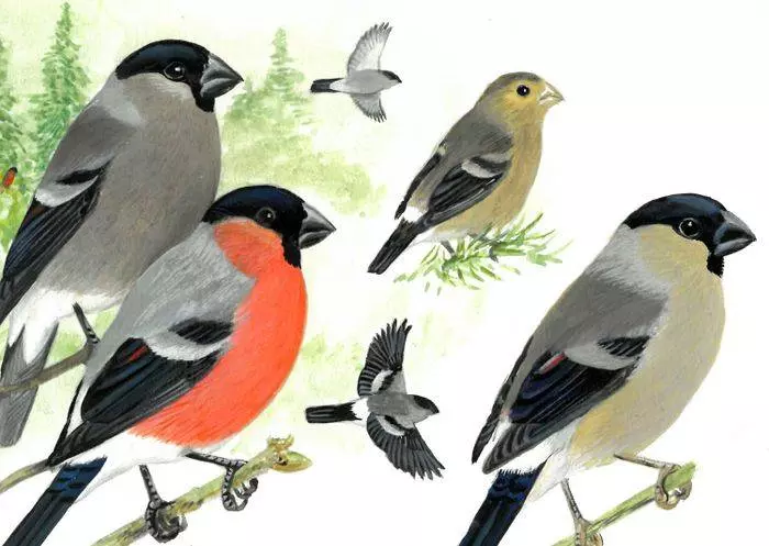 Dessins d'oiseaux, le trait talentueux d'Hermann Heinzel