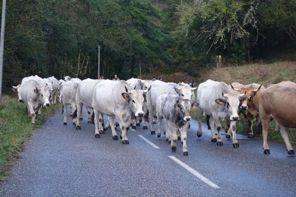 Dernière étape de la transhumance des vaches jusqu’au lac de Montbel