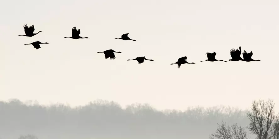 La fabuleuse histoire des oiseaux migrateurs - Conférence
