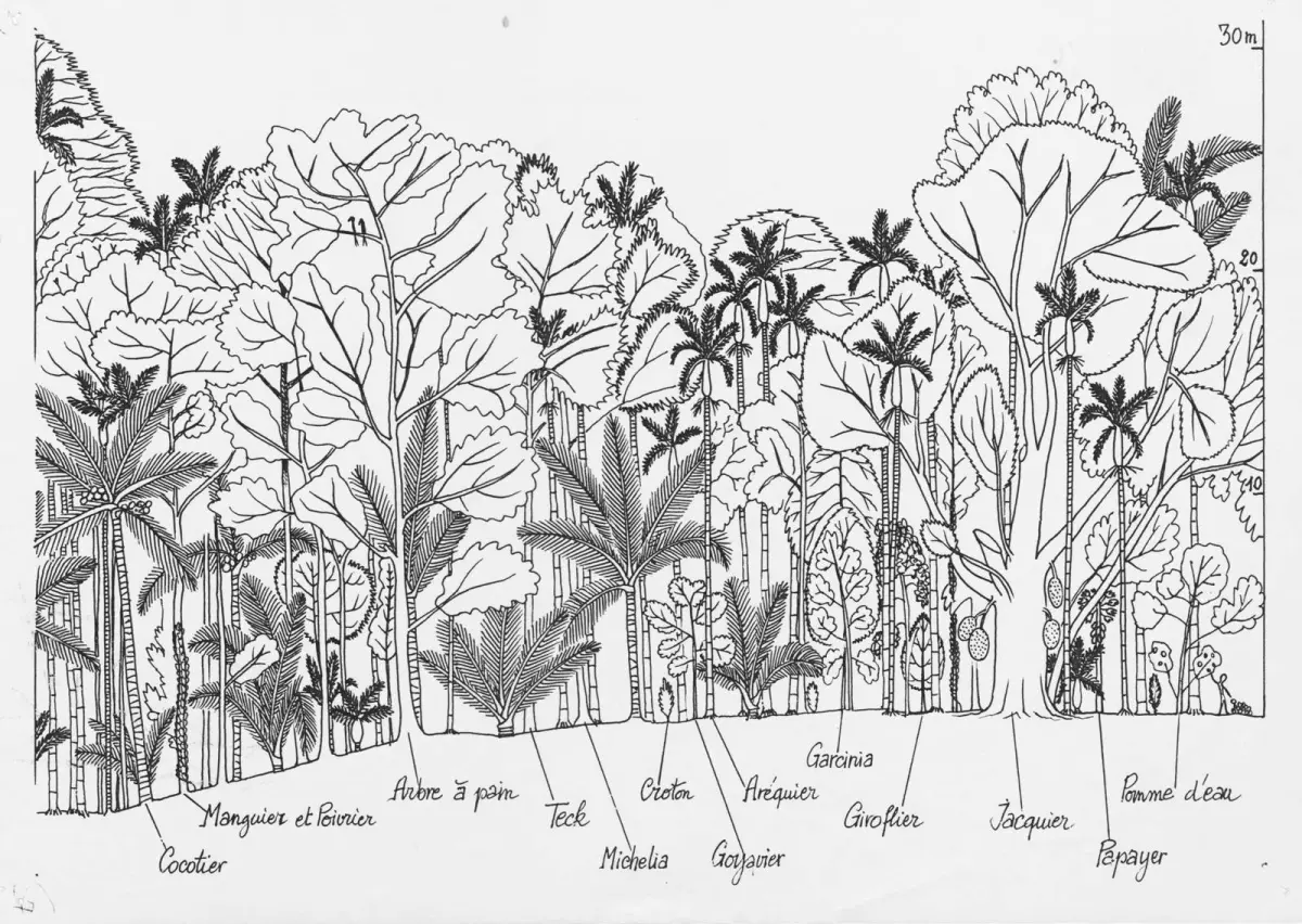 L'homme qui dessinait les arbres