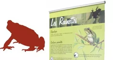 Les Amphibiens de France
