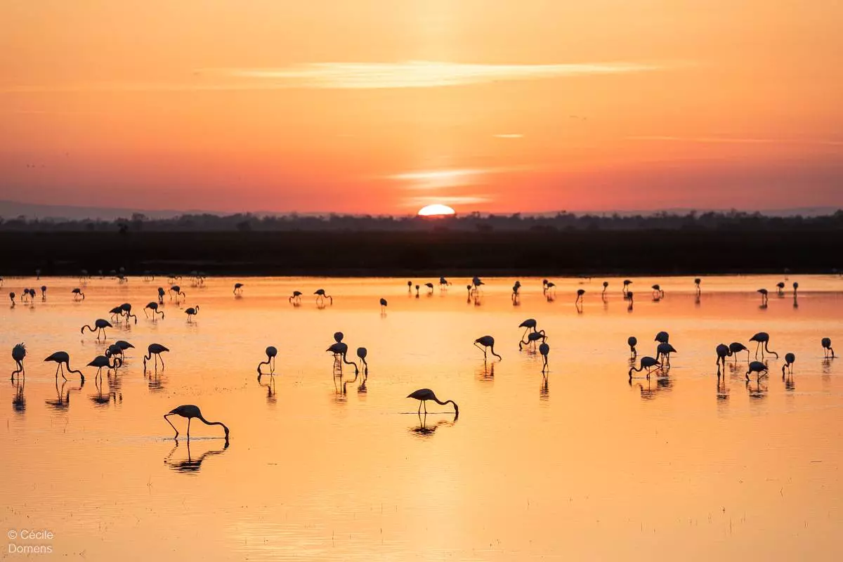 Ateliers photo : "Oiseaux de Camargue" - Cécile Domens