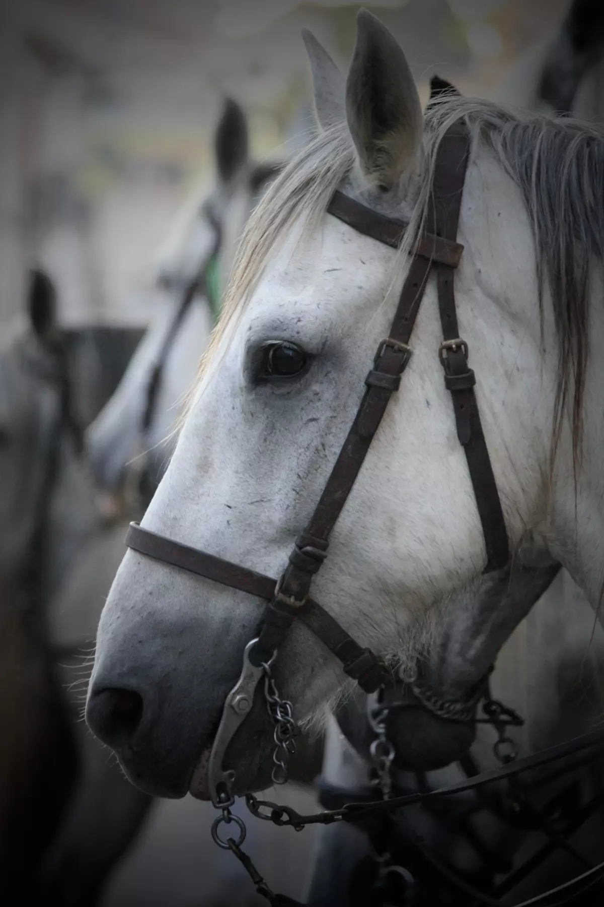 "Camagri" - Salon du cheval Camargue