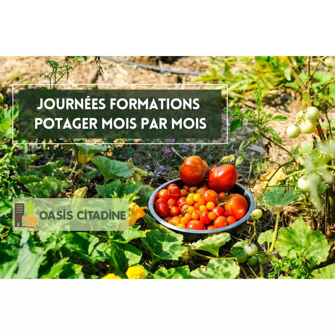 Formation potager mois par mois