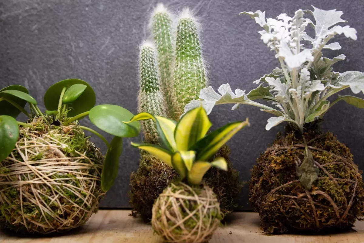 Atelier : création de Kokedama