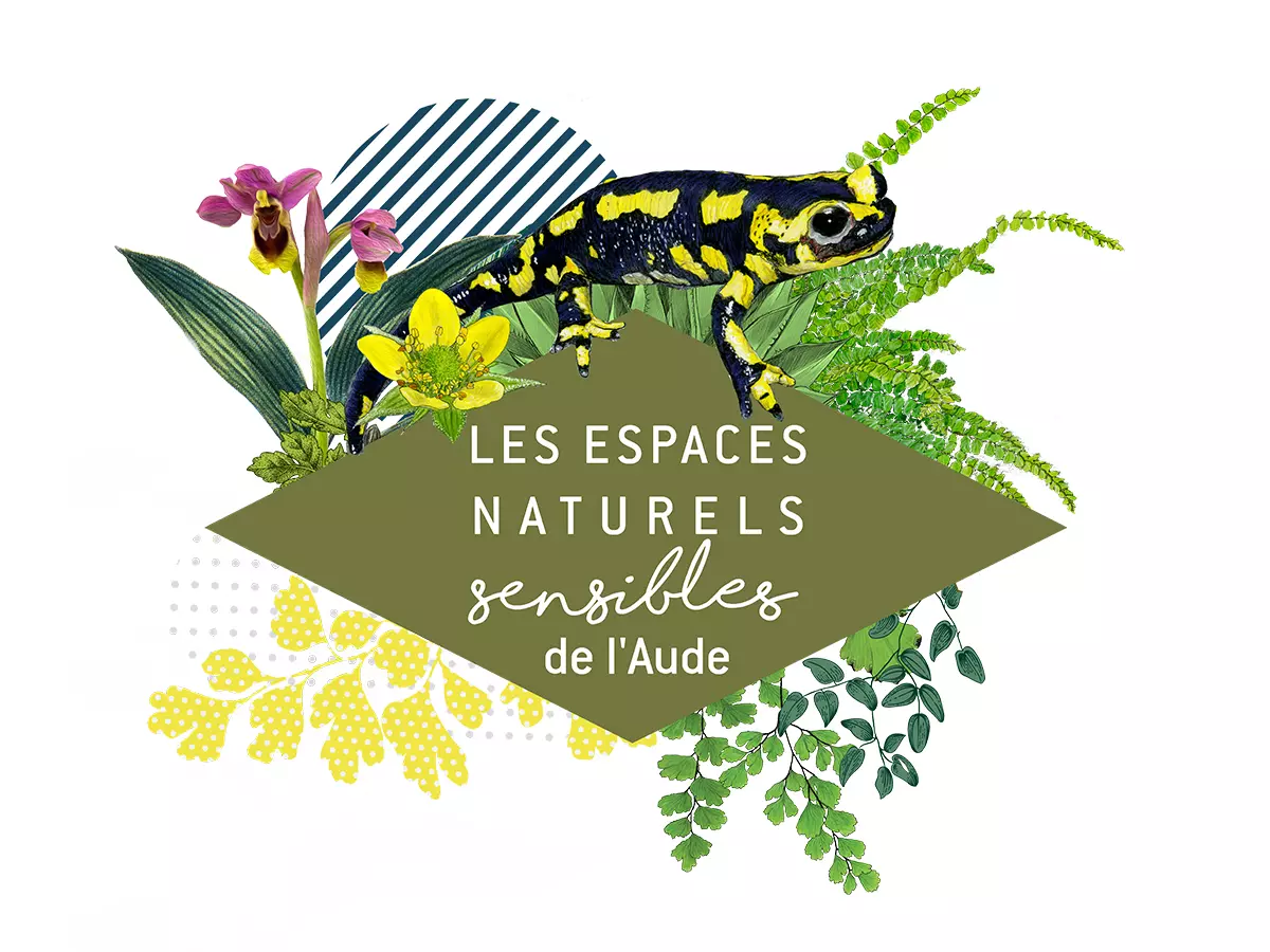 Ens - Arbre de Vie